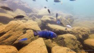 Metriaclima flavifemina